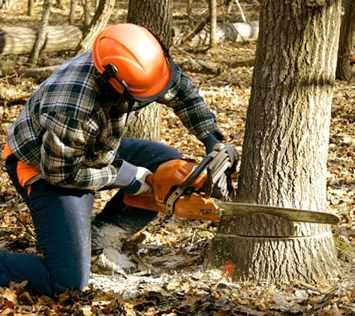 Tree Removal in Frankville, AL
